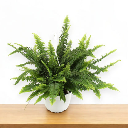 Nephrolepis exaltata 'Sonata'