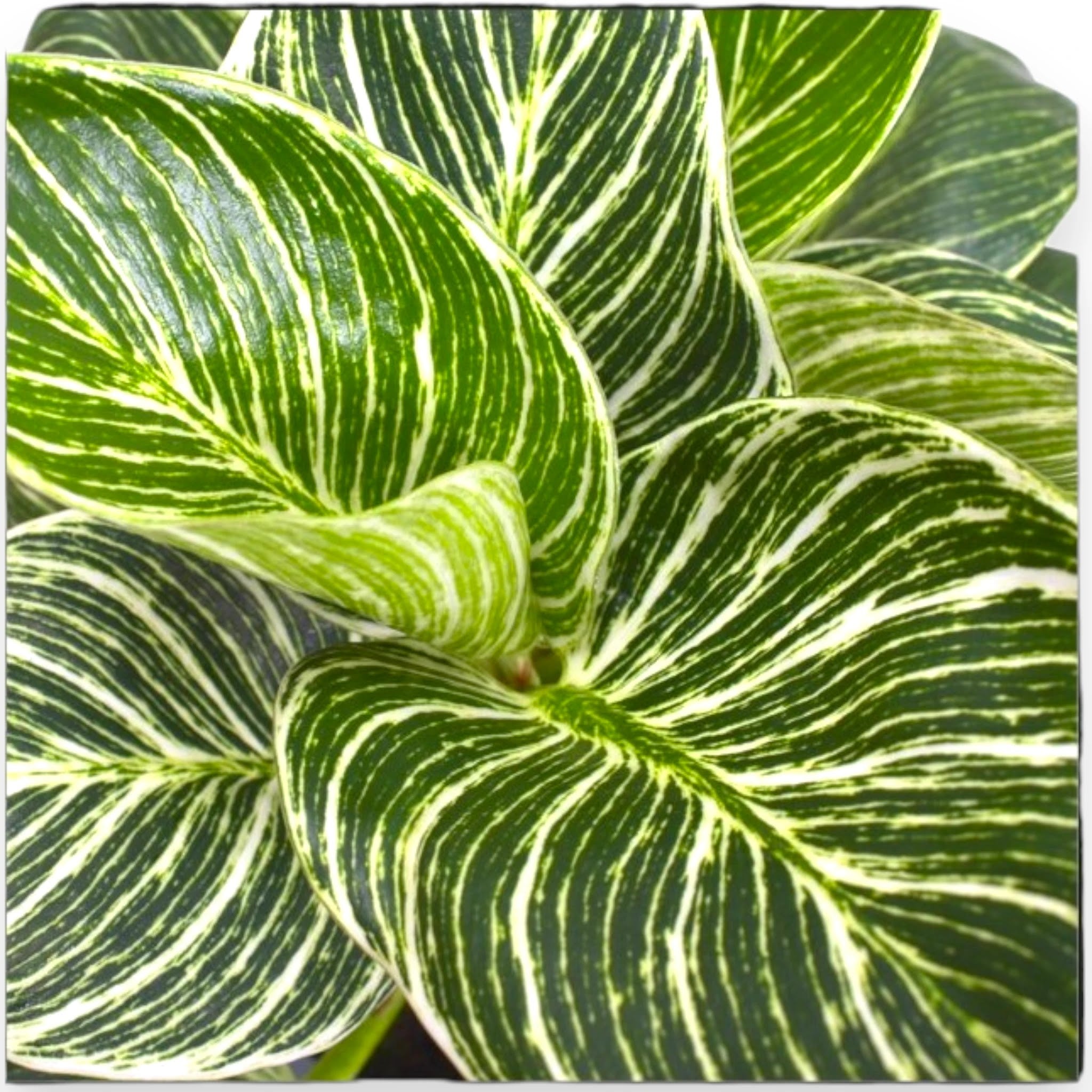 Dettaglio foglia Philodendron Birkin Zebra con striature bianche su verde scuro