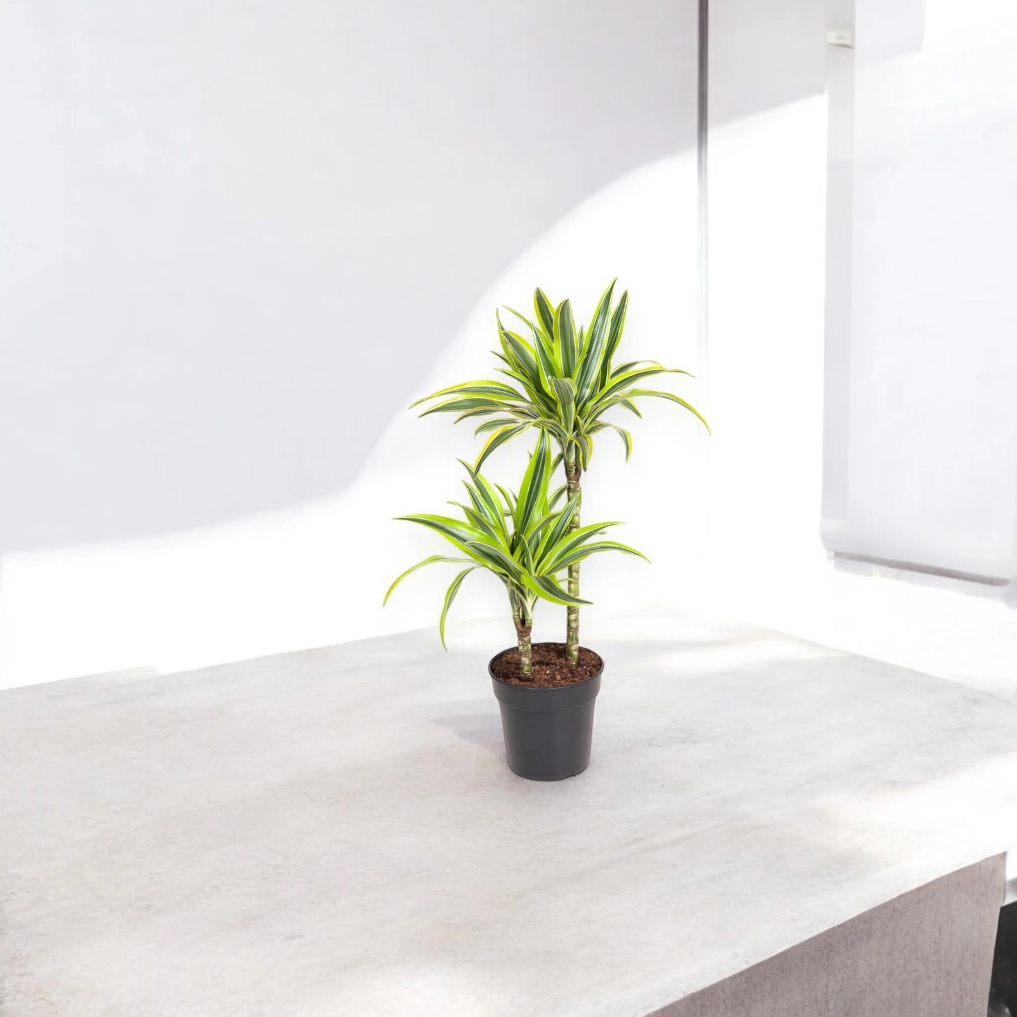 Dracaena fragrans 'Lemon Lime'