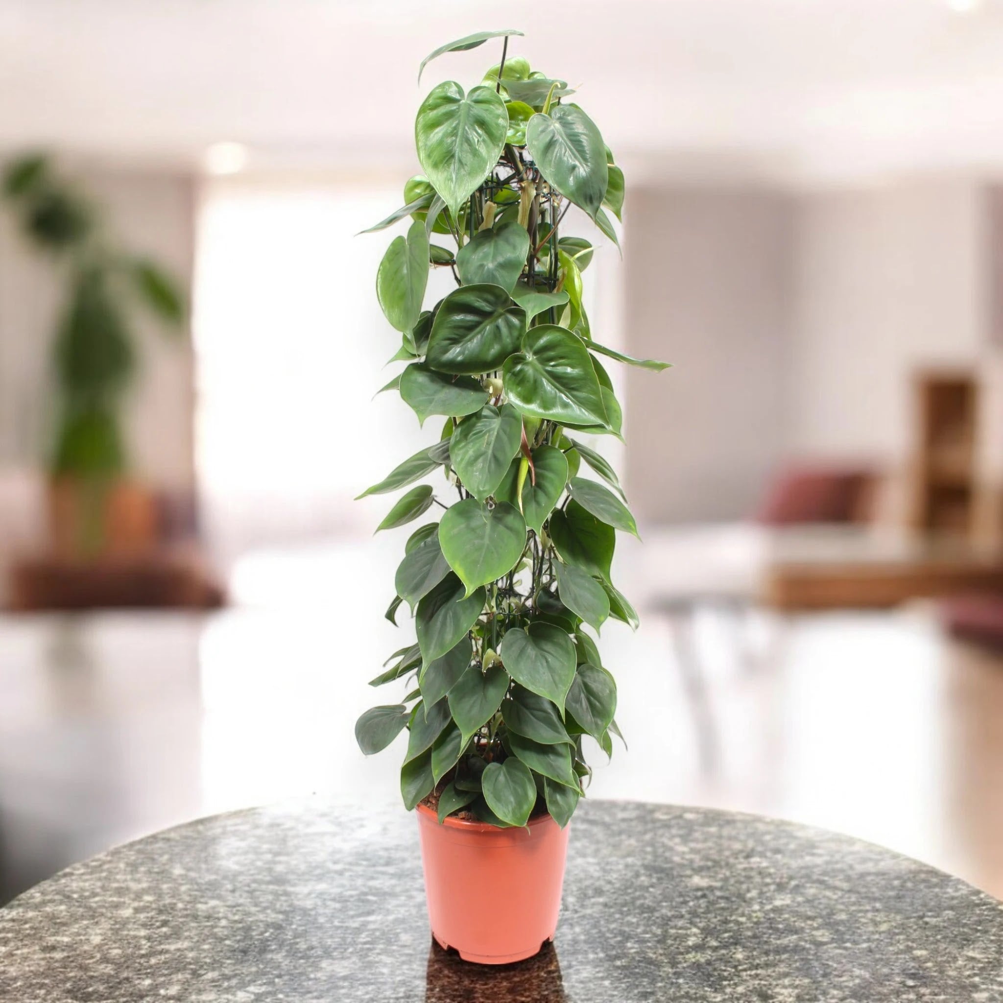 Philodendron scandens