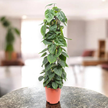 Philodendron scandens