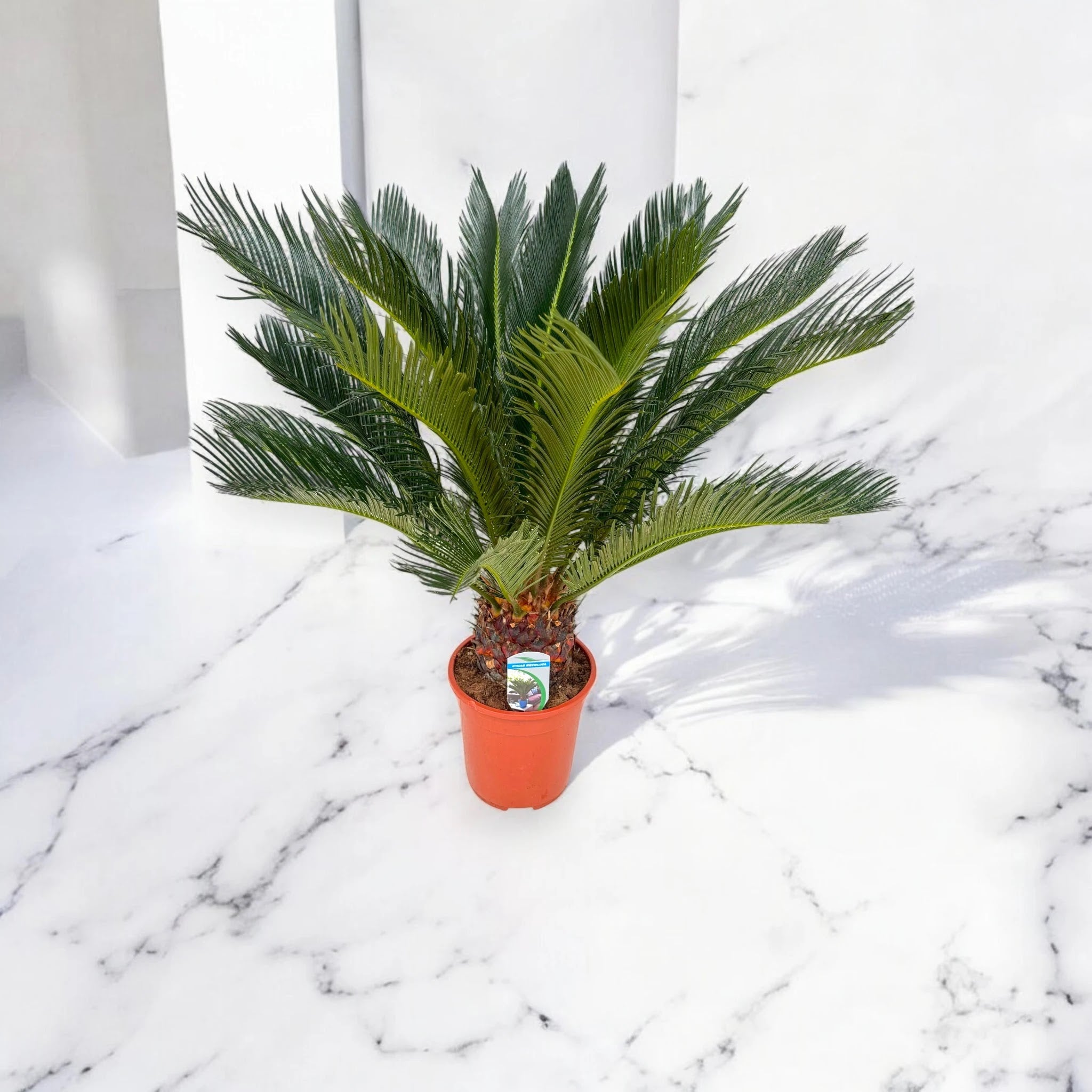 Cycas revoluta