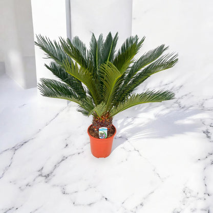 Cycas revoluta