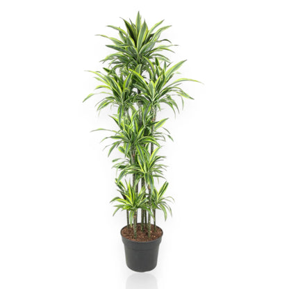 Dracaena fragrans 'Lemon Lime'