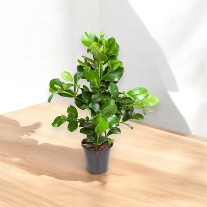 Clusia rosea