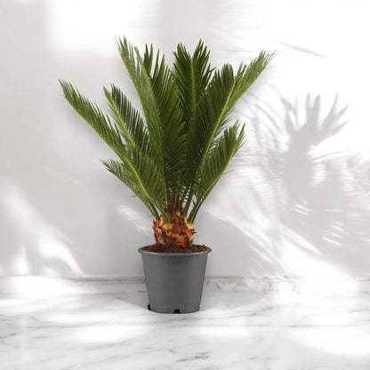 Cycas revoluta