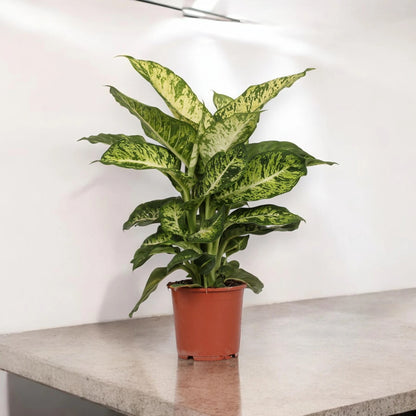 Dettaglio foglia Dieffenbachia Mars con variegature bianche su verde scuro e nervature evidenti