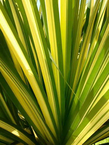 Phormium tenax