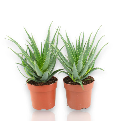 Aloe arborescens