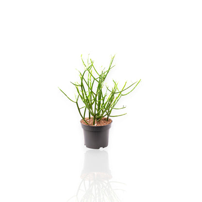 Euphorbia tirucalli pianta matita con rami cilindrici verdi in vaso da interno