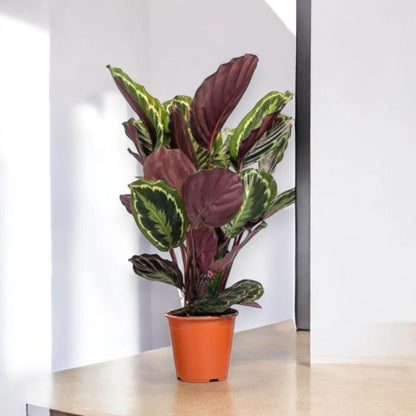 Calathea 'Medallion'