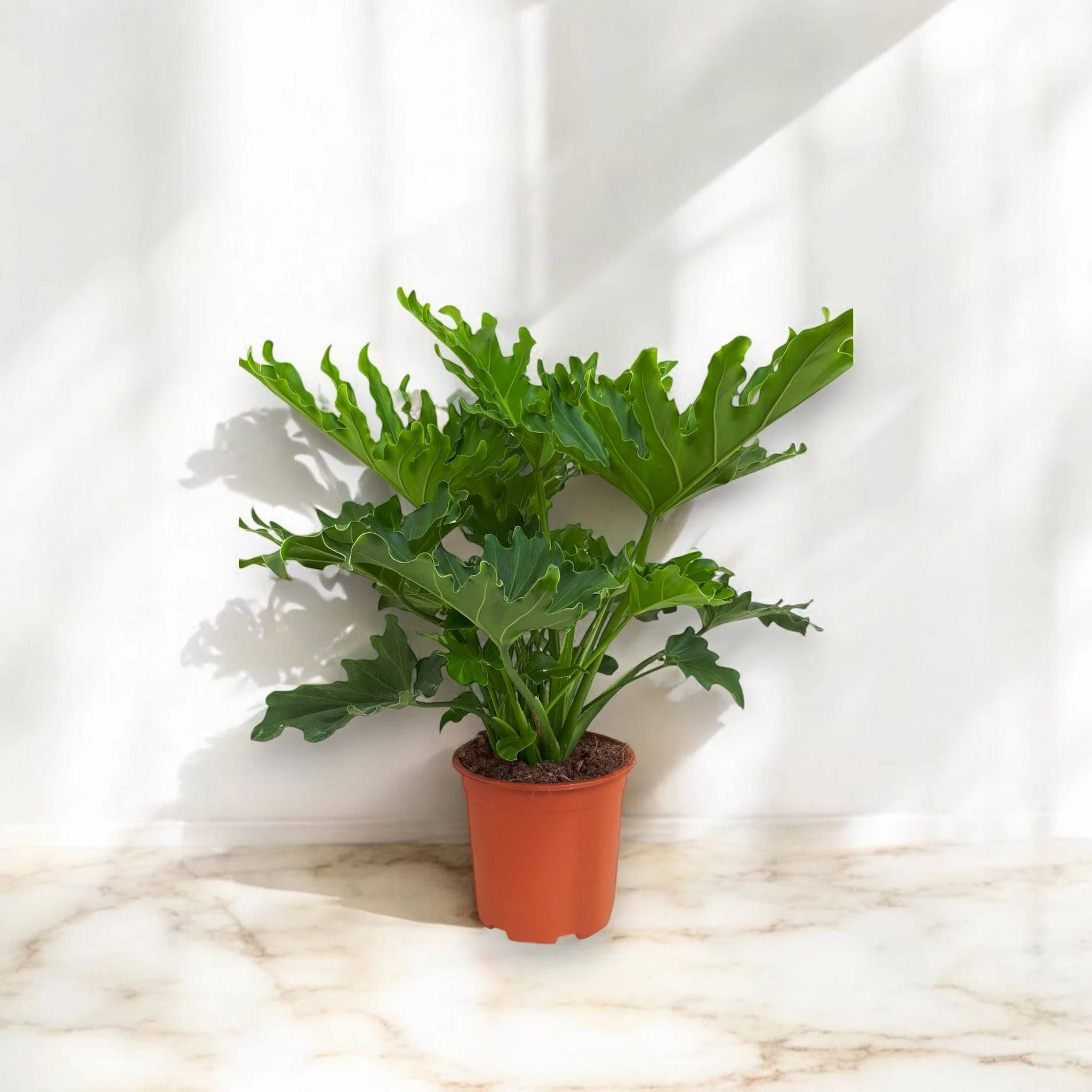 Philodendron 'Little hope'