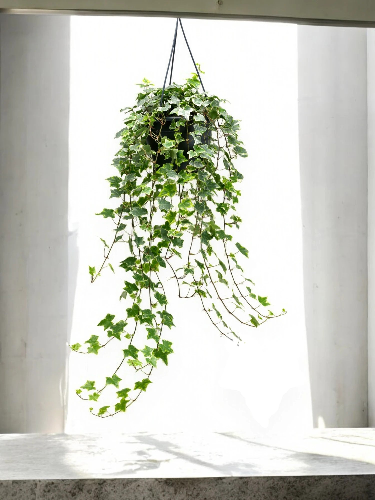 Edera - Hedera helix 'Mint Kolibri'