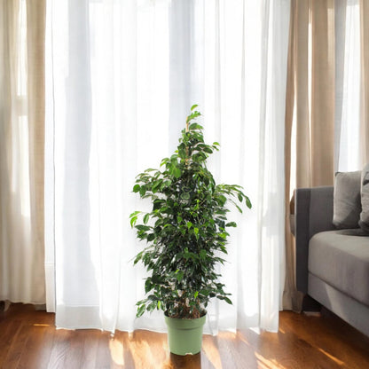 Ficus benjamina 'Danielle'