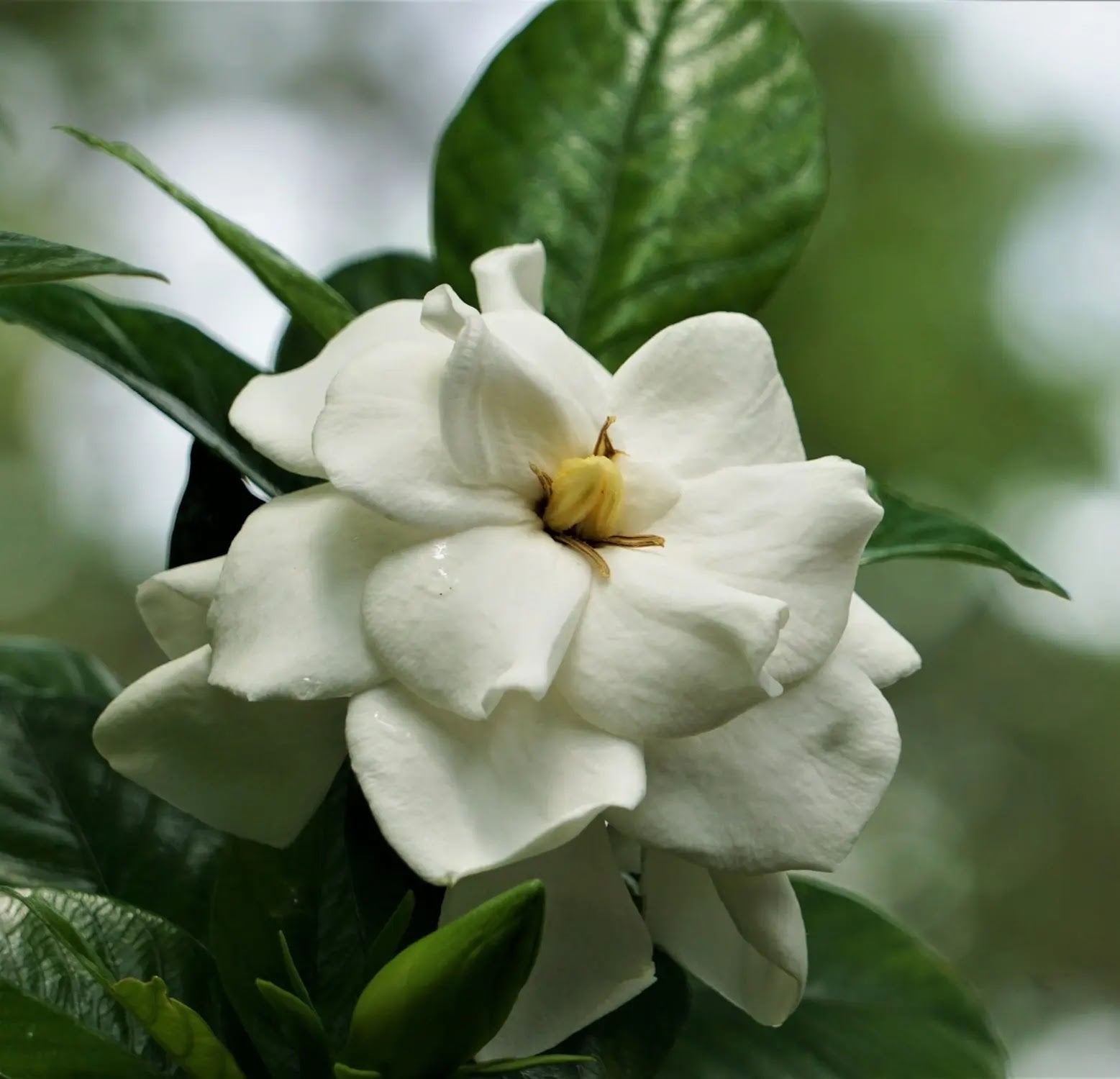 Gardenia 'Double Mint' arbusto sempreverde con fiori bianchi doppi in giardino