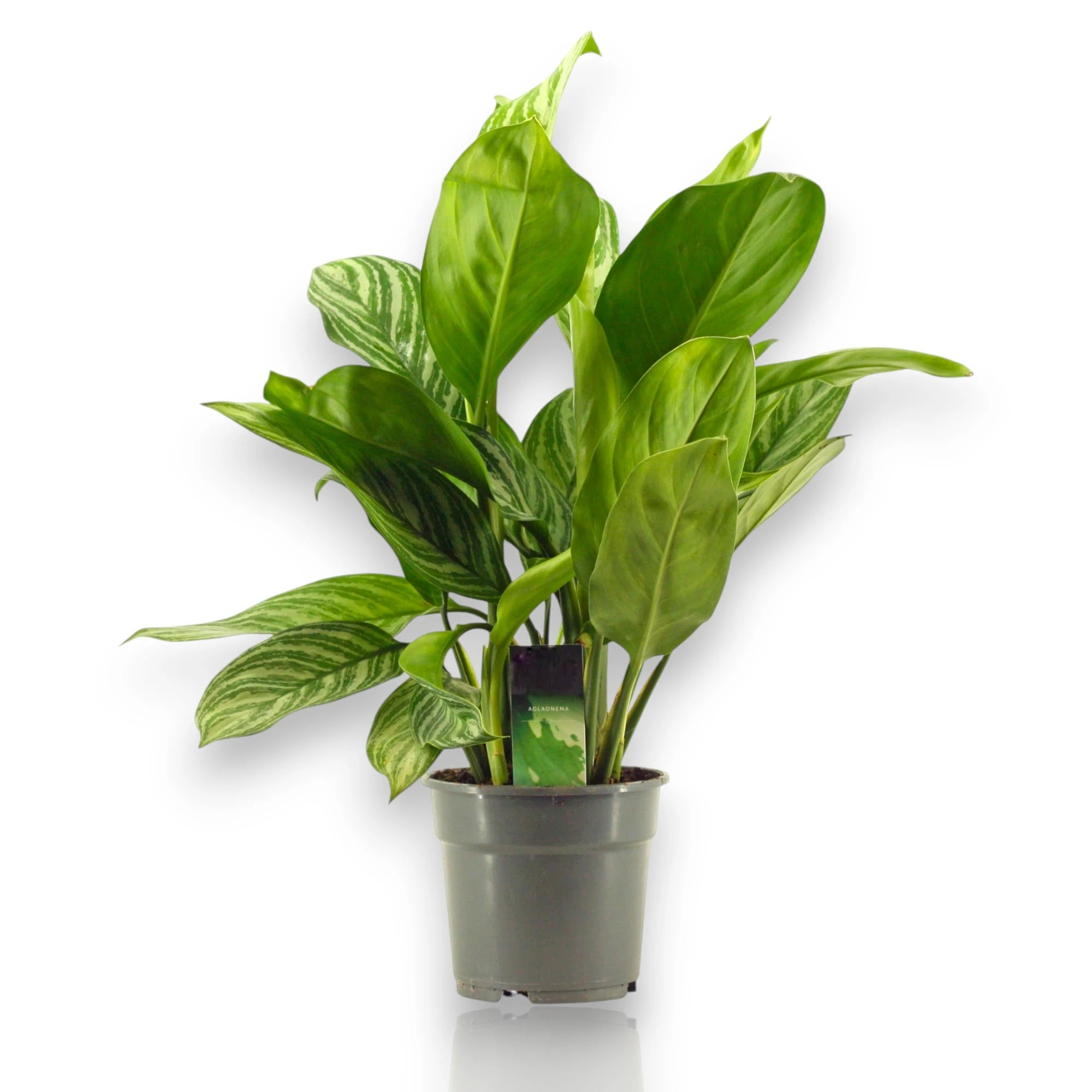 Aglaonema Stripes pianta da interno con foglie variegate verde e argento in vaso decorativo