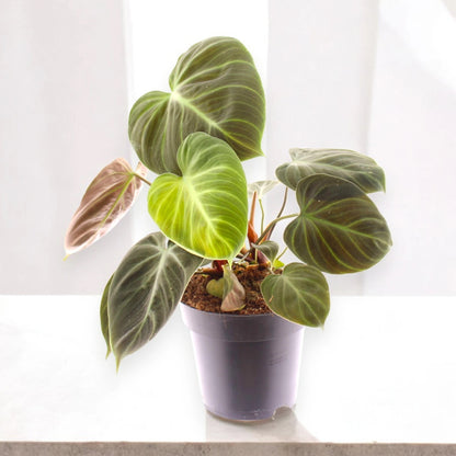 Philodendron 'Choco red'