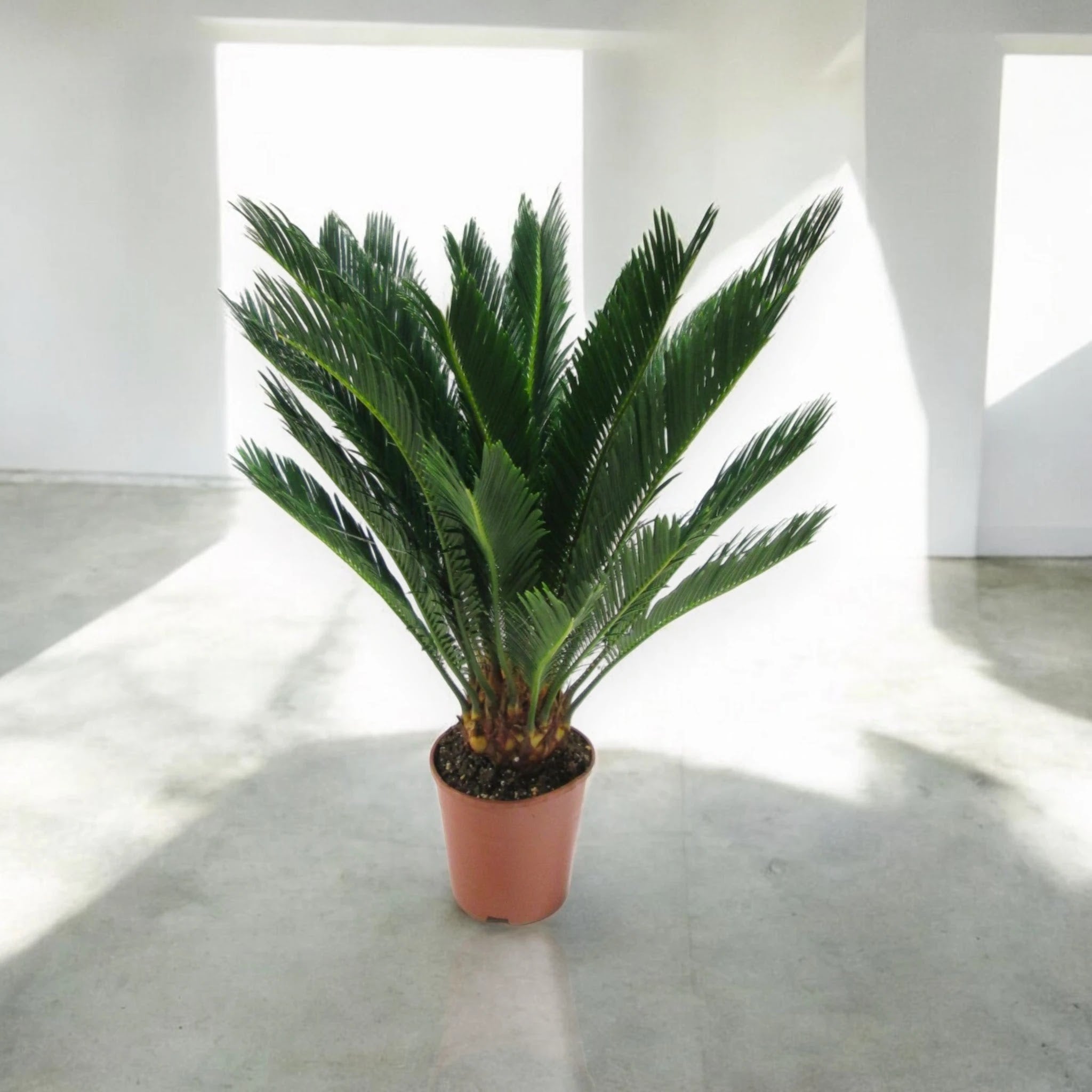 Cycas revoluta