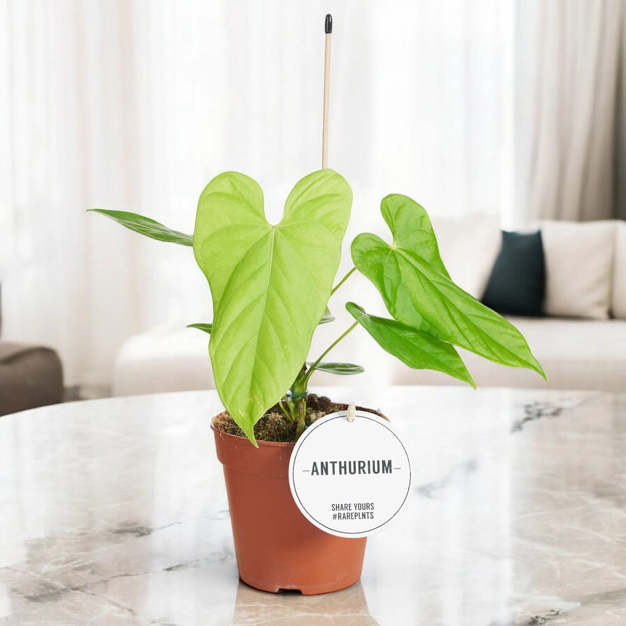 Dettaglio foglia Anthurium Balaloanum con nervature marcate e superficie spessa