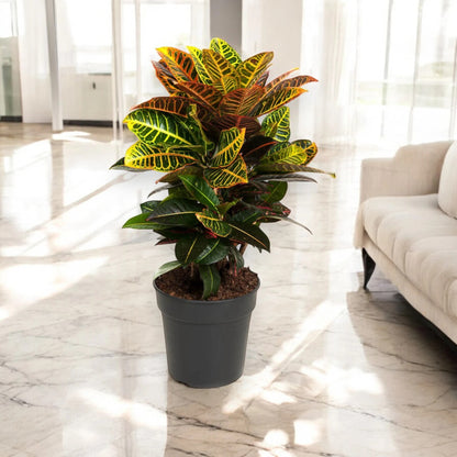 Codiaeum variegatum 'Petra'