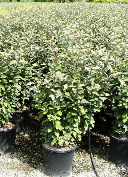 Elaeagnus × ebbingei