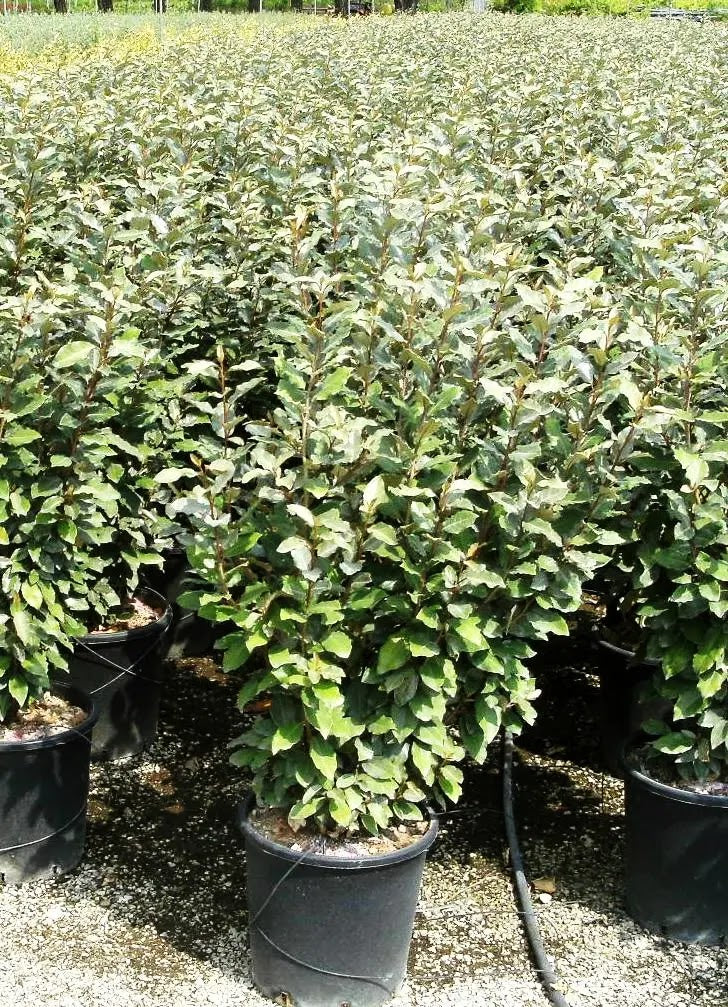 Elaeagnus × ebbingei