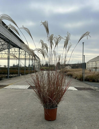 Miscanthus Adagio compatto in fioritura con pannocchie argentee