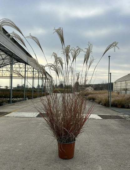 Miscanthus Adagio compatto in fioritura con pannocchie argentee
