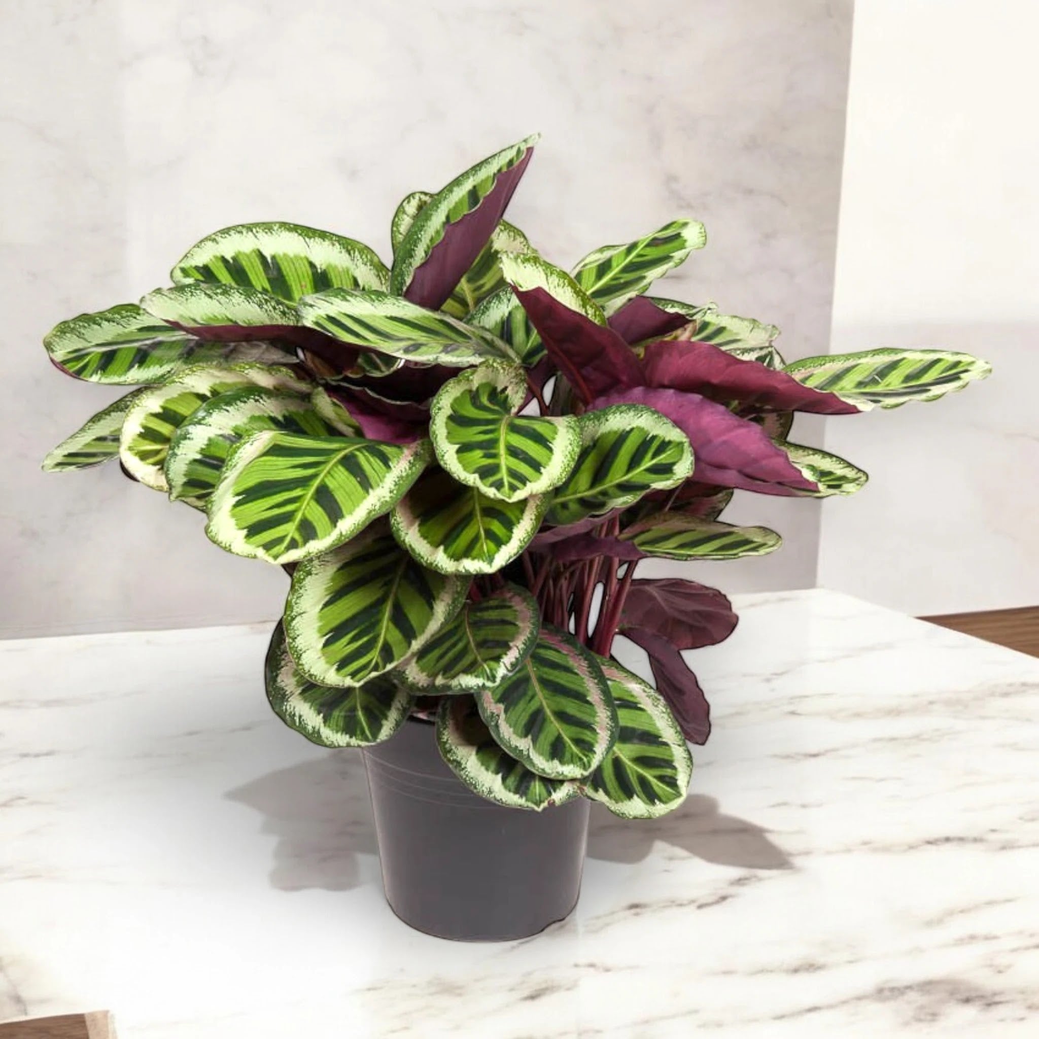 Calathea roseopicta 'Angela'