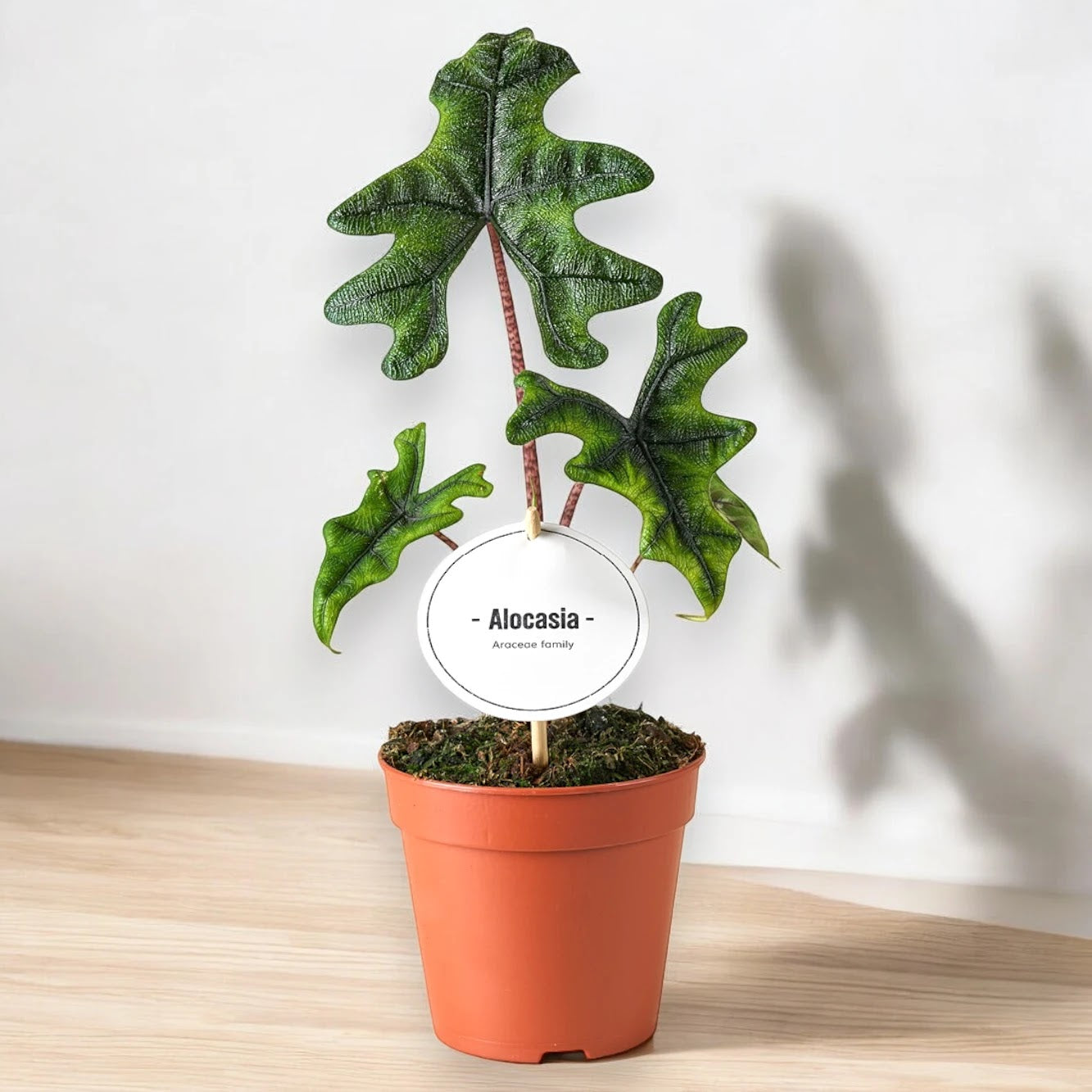 Alocasia 'Jacklin'