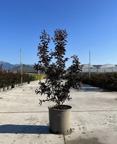 Dettaglio fiori rossi crespi e foglie rosso-viola di Lagerstroemia Black Solitaire Red Hot