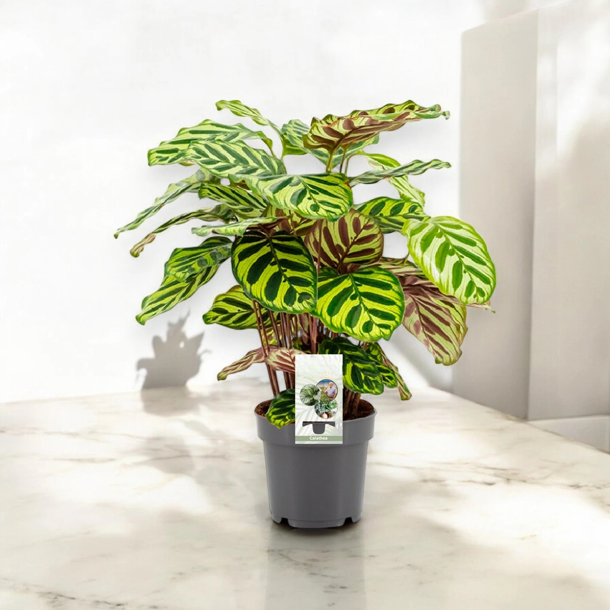 Calathea makoyana
