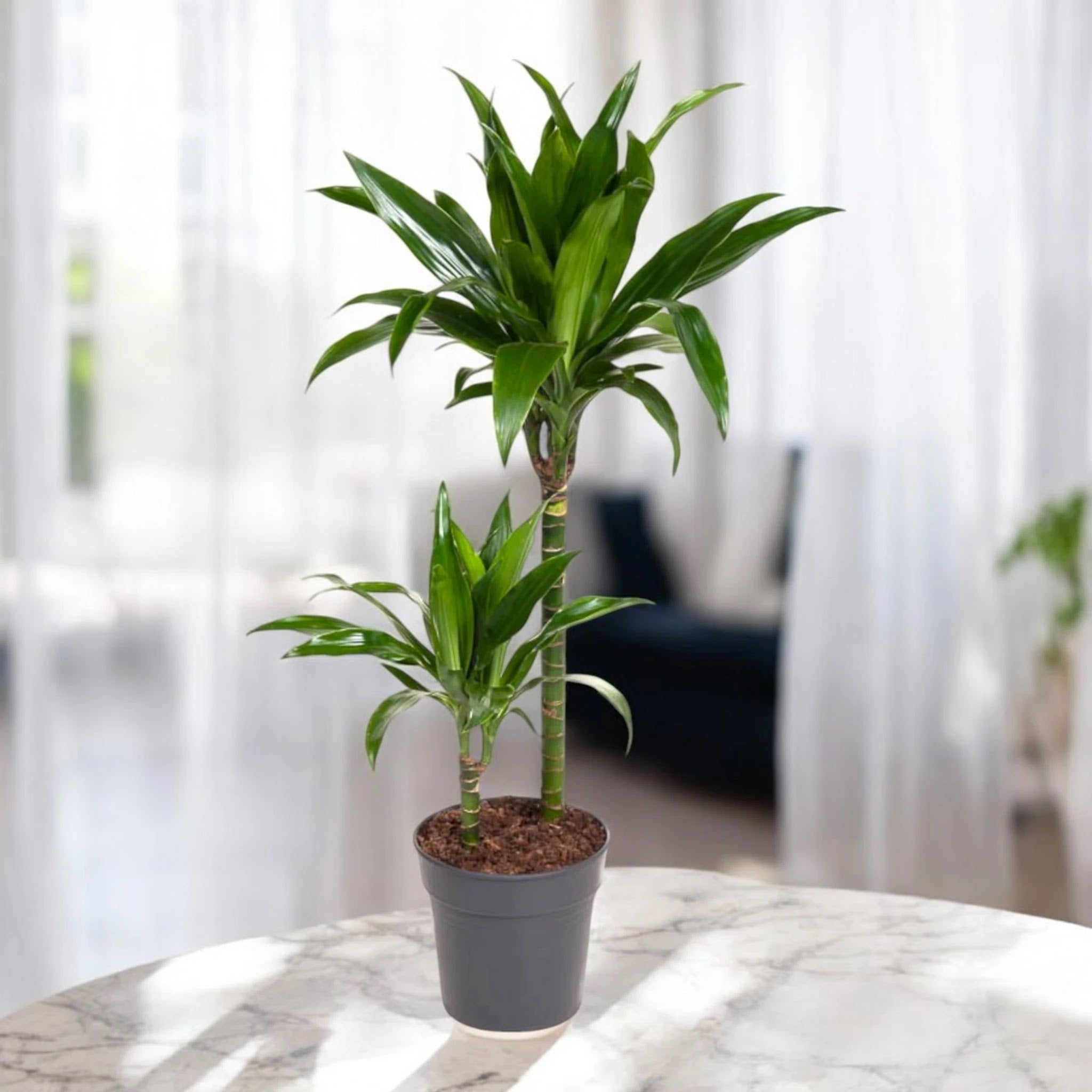 Dracaena fragrans 'Janet craig'