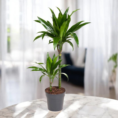 Dracaena fragrans 'Janet craig'