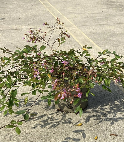 Dettaglio fiori violetti lunghi 20 cm di Lagerstroemia indica Viola Repens su foglie verde scuro