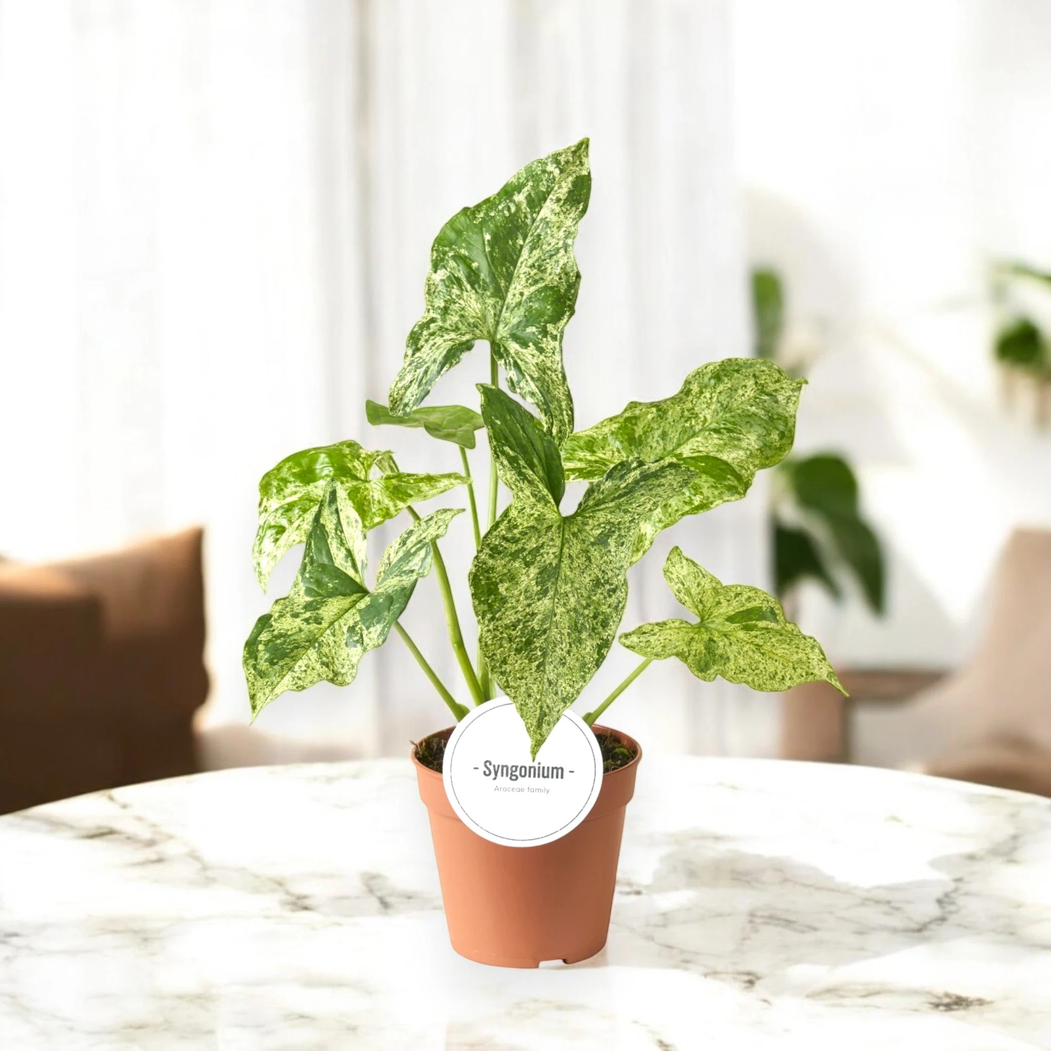 Syngonium 'Mottled'