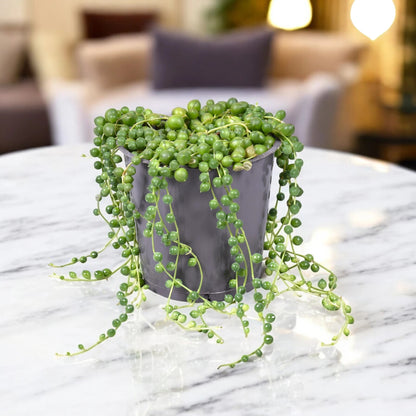 Senecio rowleyanus