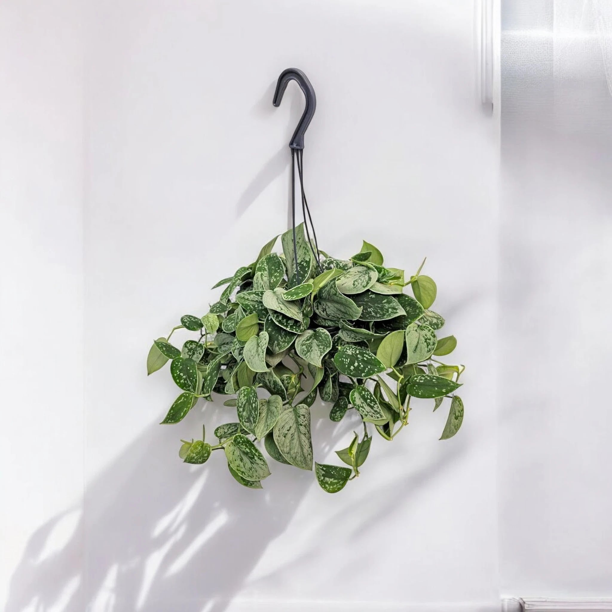Scindapsus pictus 'Silvery Ann'