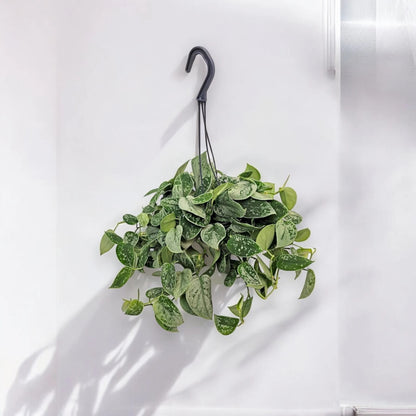 Scindapsus pictus 'Silvery Ann'