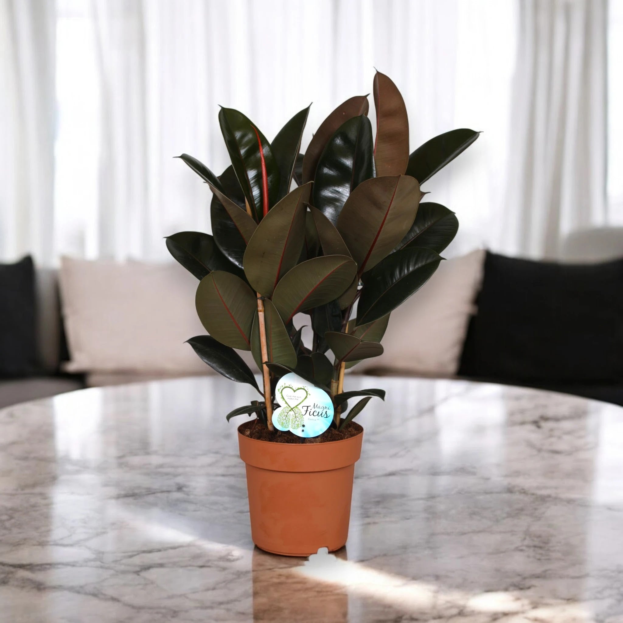 Ficus elastica 'Abidjan'