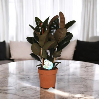 Ficus elastica 'Abidjan'