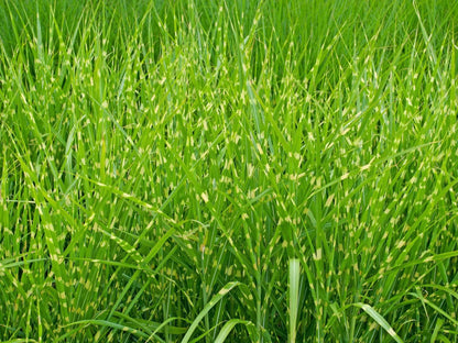 Miscanthus sinensis Strictus in giardino con fogliame rigato verde e giallo crema
