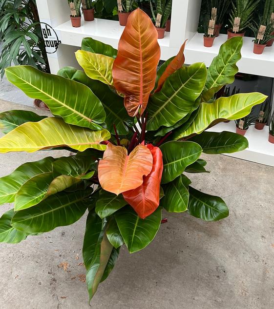 Philodendron Prince of orange con foglie cangianti arancioni e verdi in vaso decorativo da interno