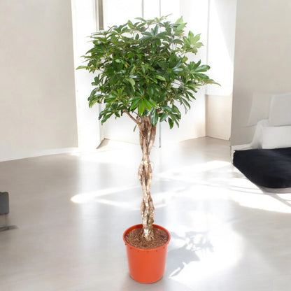 Schefflera arboricola 'Compacta'