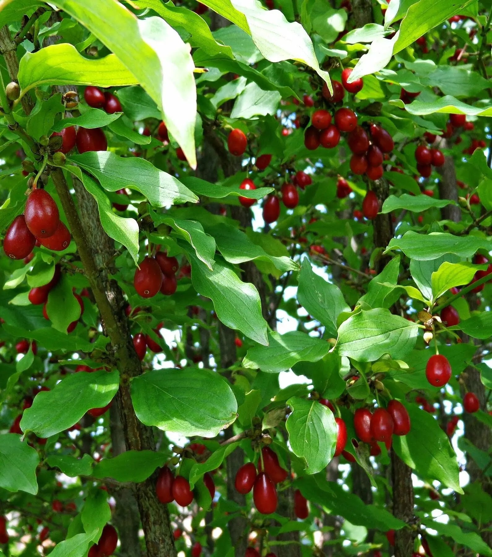 Corniolo - Cornus 'Mas'