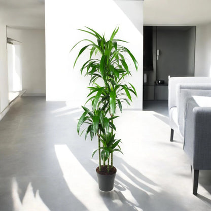 Dracaena fragrans 'Janet craig'