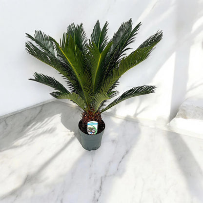 Cycas revoluta