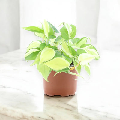 Philodendron scandens 'Rio'