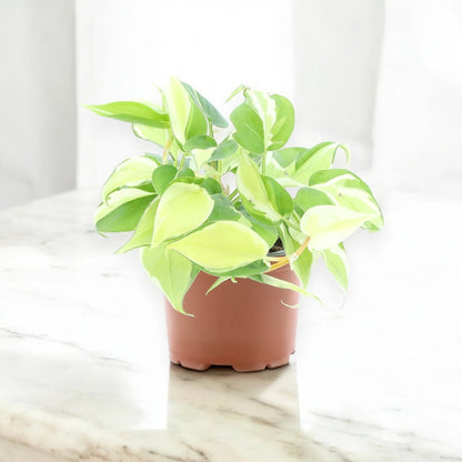 Philodendron scandens 'Rio'