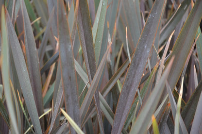 Phormium tenax